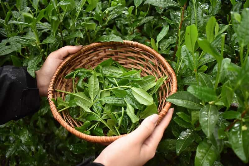 چای شمال درجه یک با عطر طبیعی و خوش رنگ